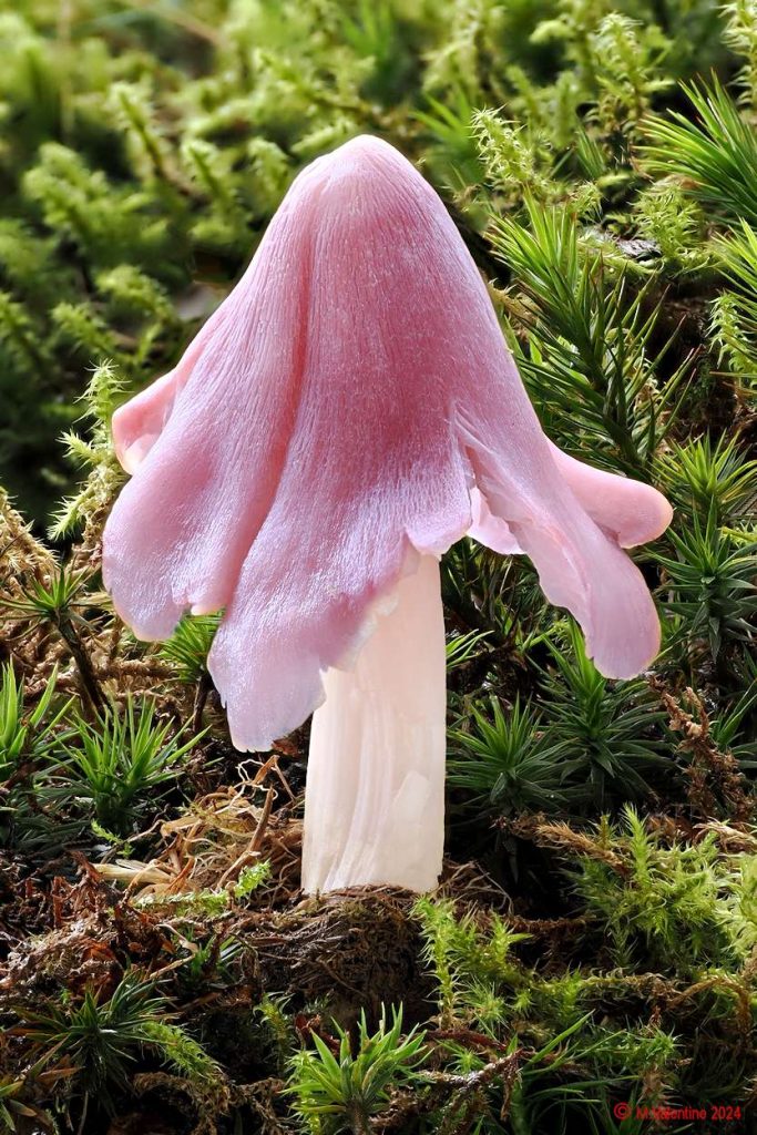 Porpolomopsis calyptriformis - Pink Waxcap.jpg