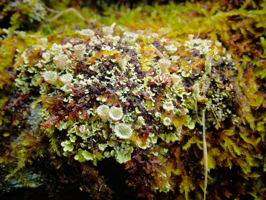 Cladonia cryptochlorophaea sp inc 20240813-A01 Kilmichael of Inverlussa.jpg
