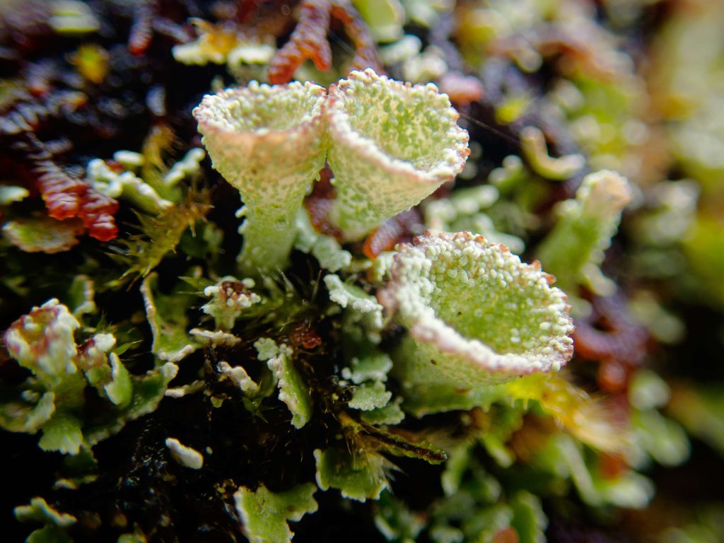 Cladonia cryptochlorophaea sp inc 20240813-A02 Kilmichael of Inverlussa.jpg