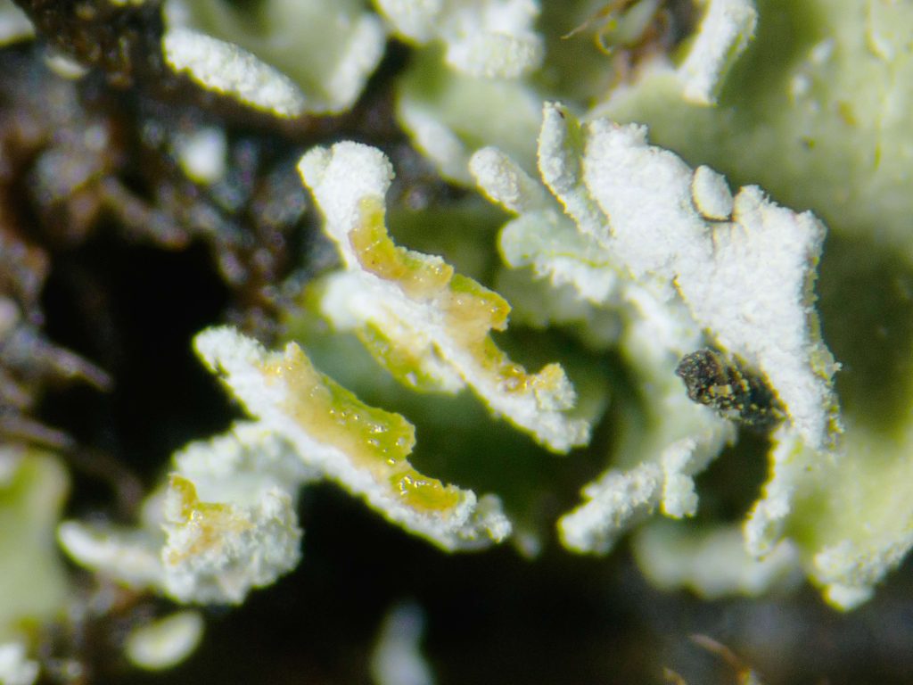 Cladonia cryptochlorophaea sp inc 20240813-A08 Kilmichael of Inverlussa.jpg