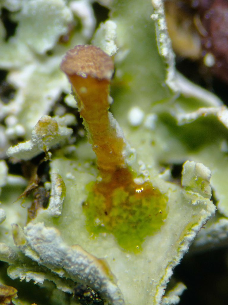 Cladonia cryptochlorophaea sp inc 20240813-A11 Kilmichael of Inverlussa.jpg