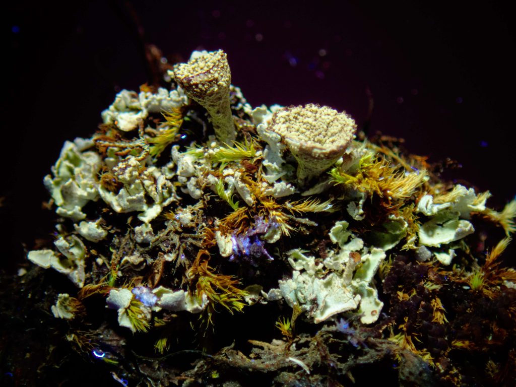 Cladonia cryptochlorophaea sp inc 20240813-A14 Kilmichael of Inverlussa.jpg