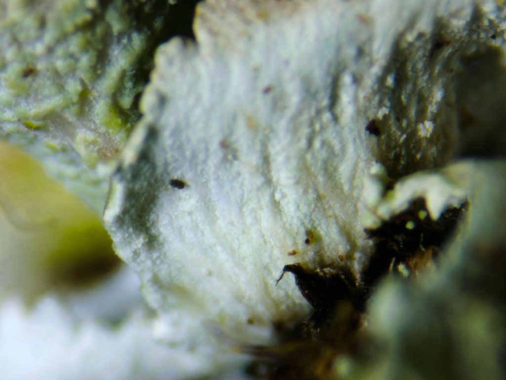 Cladonia cyathomorpha 20240813-A11 Kilmichael of Inverlussa.jpg