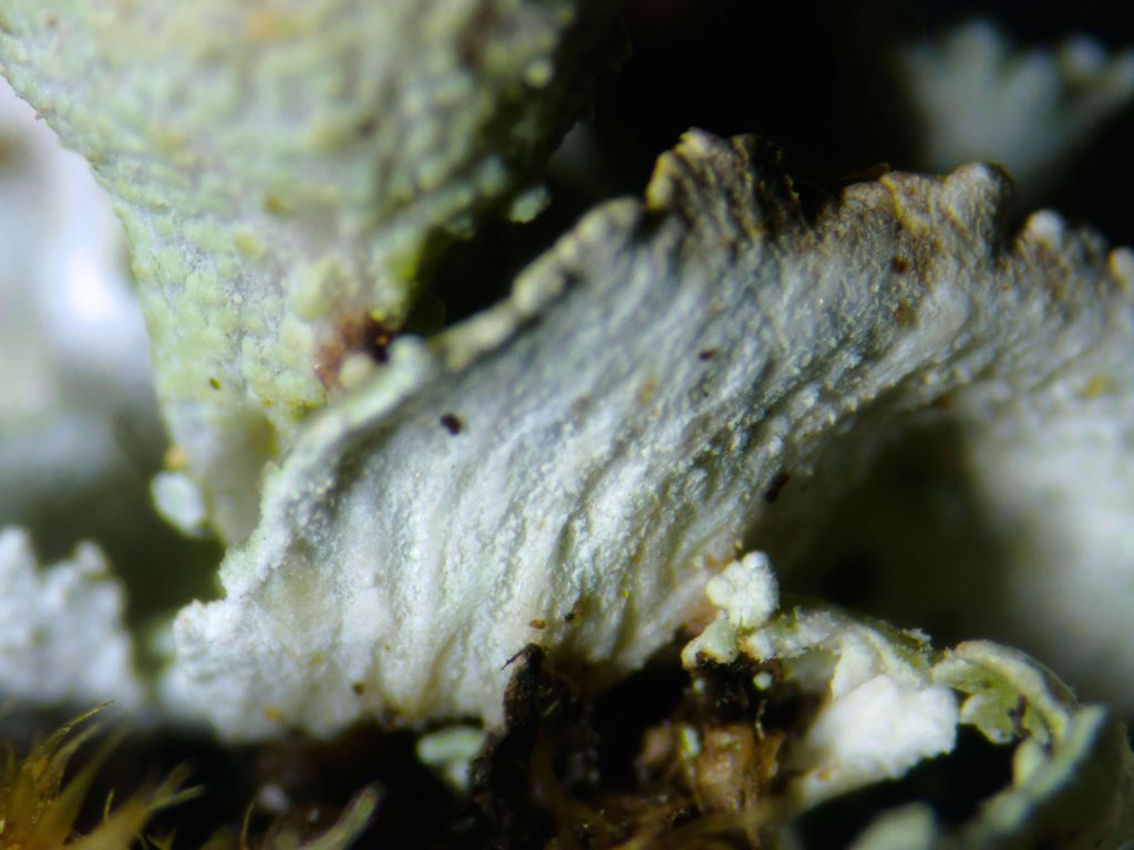 Cladonia cyathomorpha 20240813-A12 Kilmichael of Inverlussa.jpg