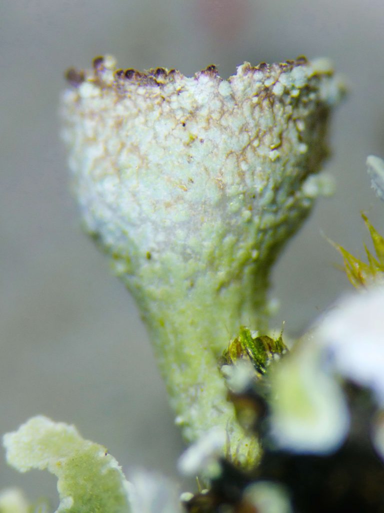 Cladonia cyathomorpha 20240813-A04 Kilmichael of Inverlussa.jpg