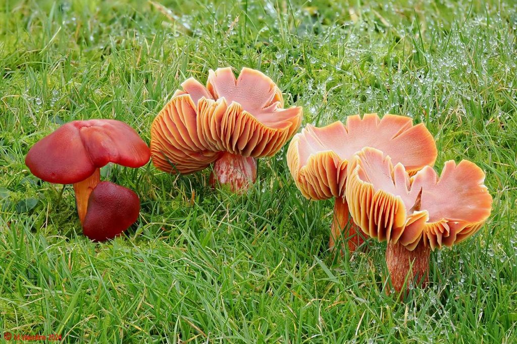 Hygrocybe punicea - Crimson Waxcap 1.jpg