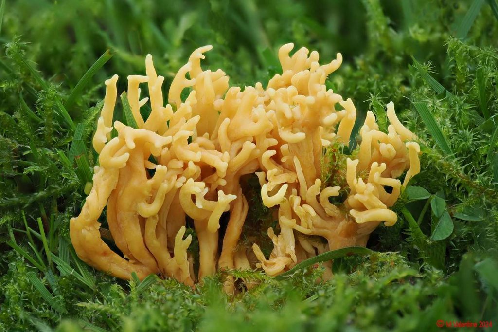 Clavulinopsis corniculata - Meadow Coral.jpg