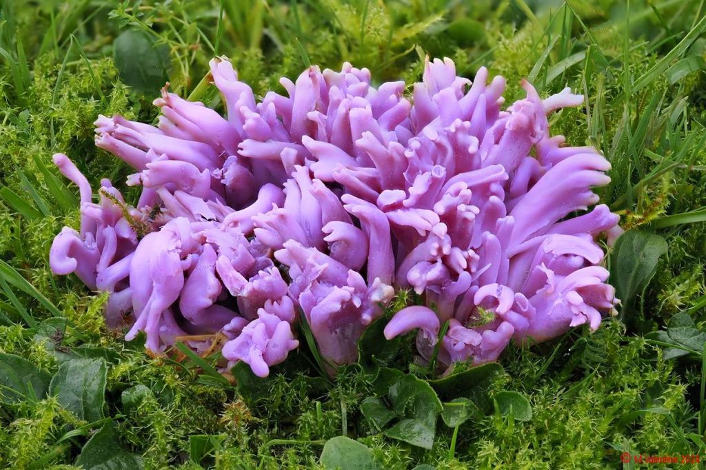 Clavaria zollingeri - Violet Coral.jpg