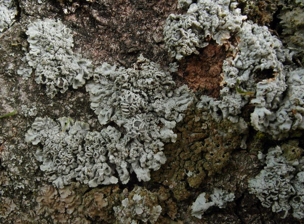 Physcia Q 1009020097-1.jpg