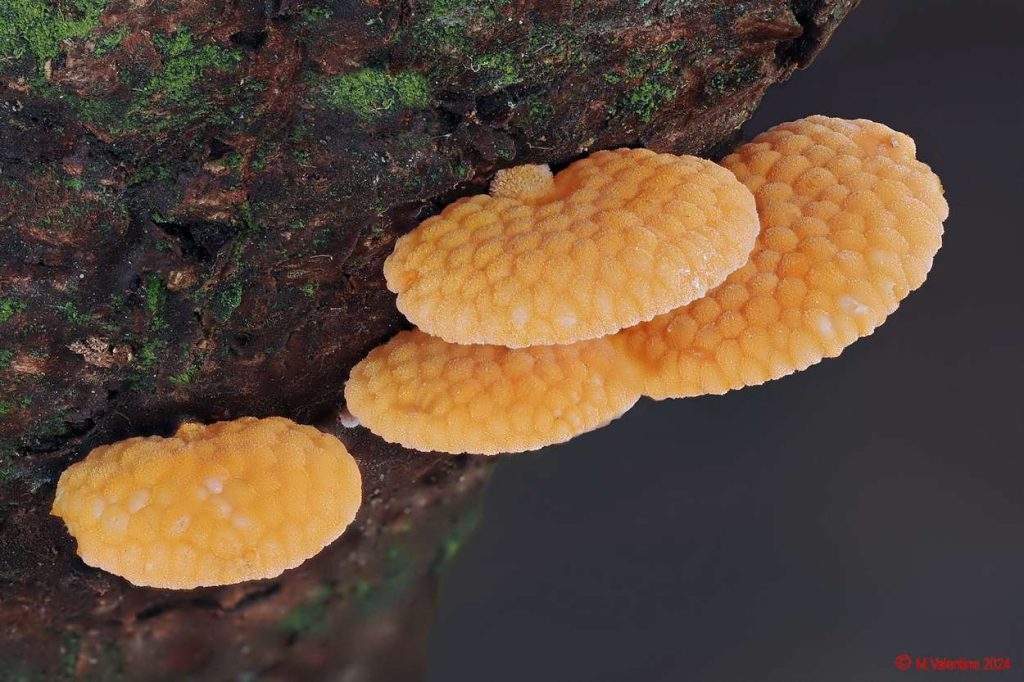 Favolaschia claudopus - Orange Porecap2.jpg