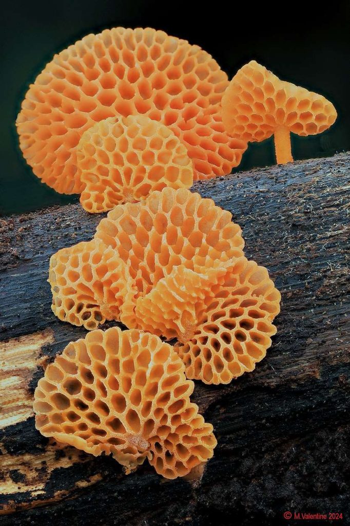 Favolaschia c;audopus - Orange Porecap1.jpg