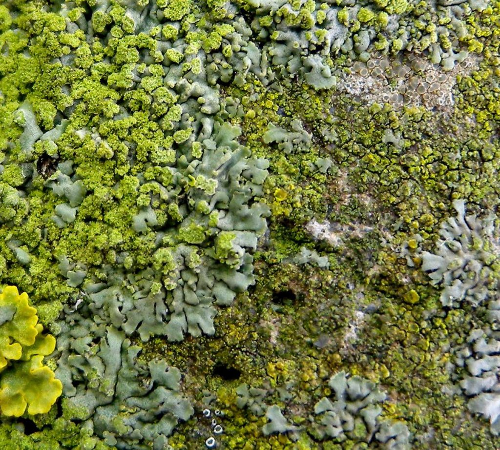 Hyperphyscia lucida q 090116100s.jpg