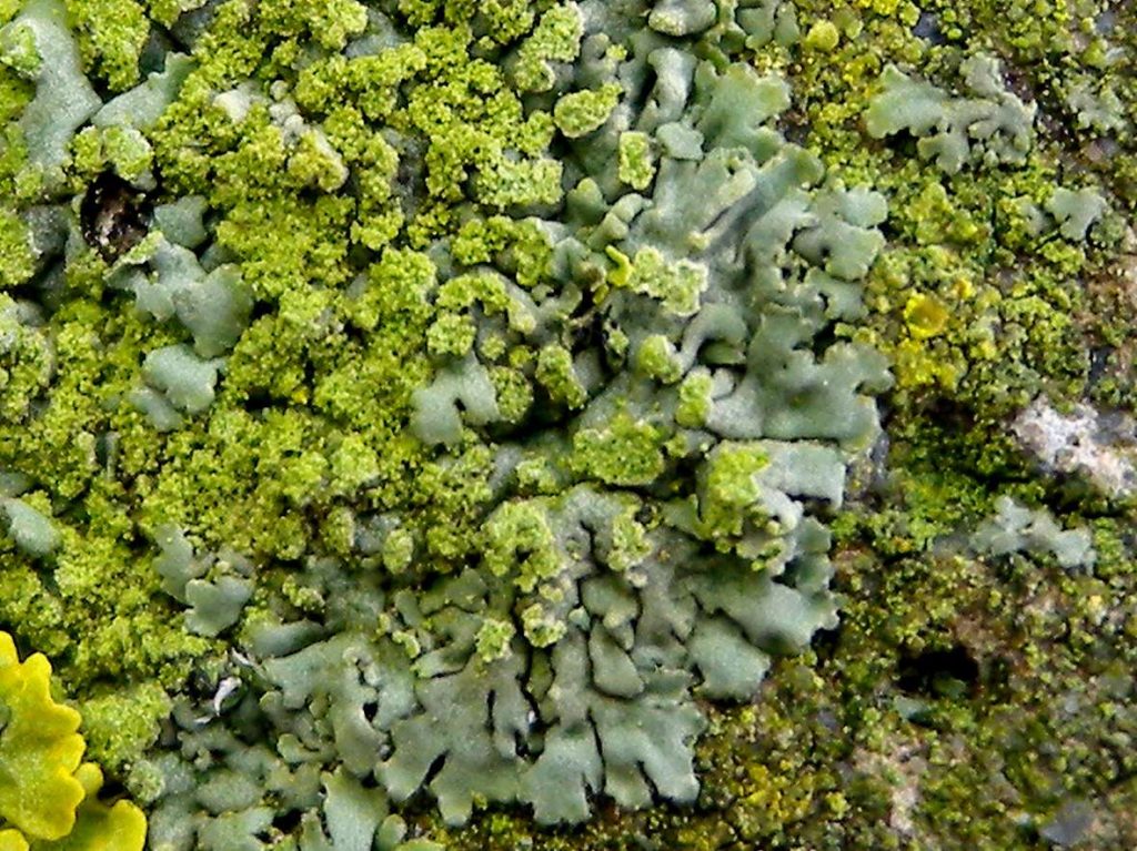 Hyperphyscia lucida q 090116100sb.jpg