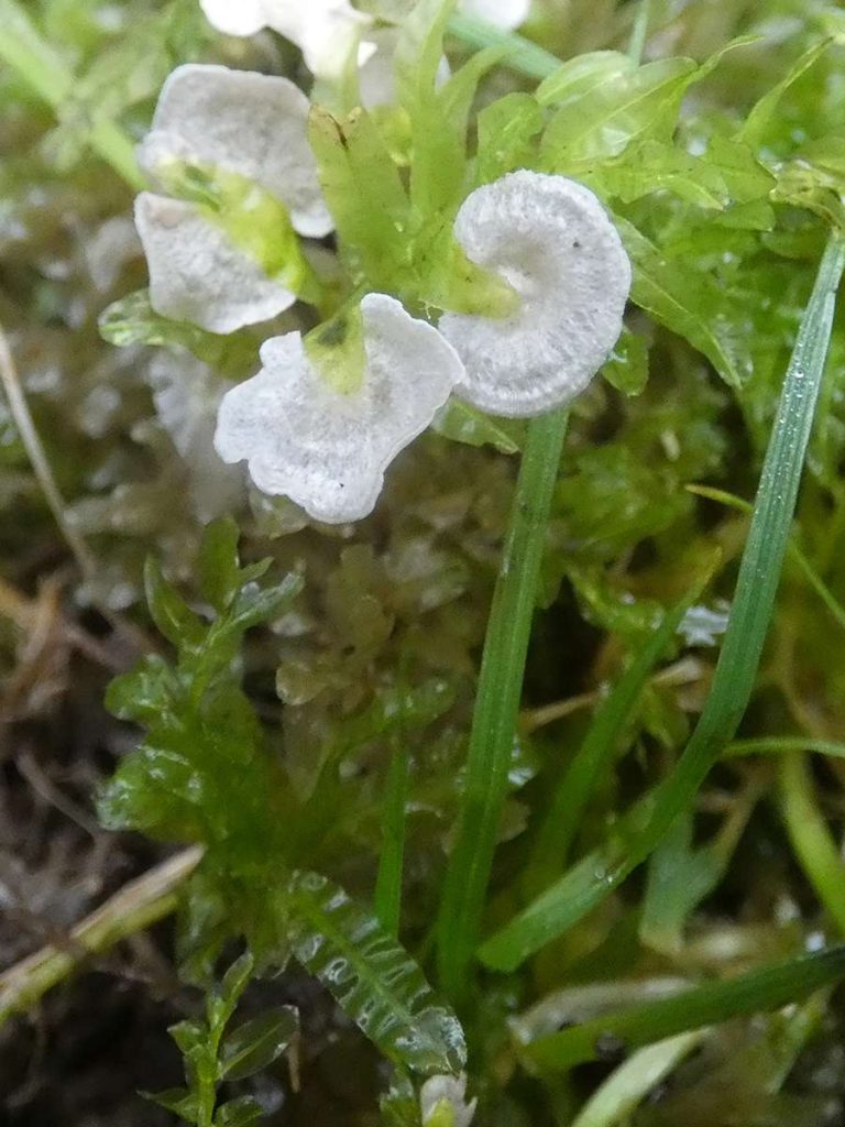1Arrhenia retiruga(Small Moss Oysterling)(1),Draycote Water copy.jpg