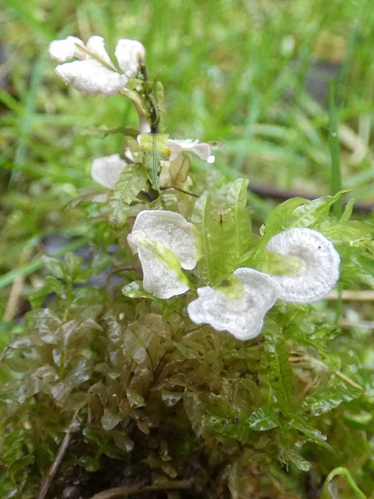 2Arrhenia retiruga(Small Moss Oysterling)(2),Draycote Water copy.jpg