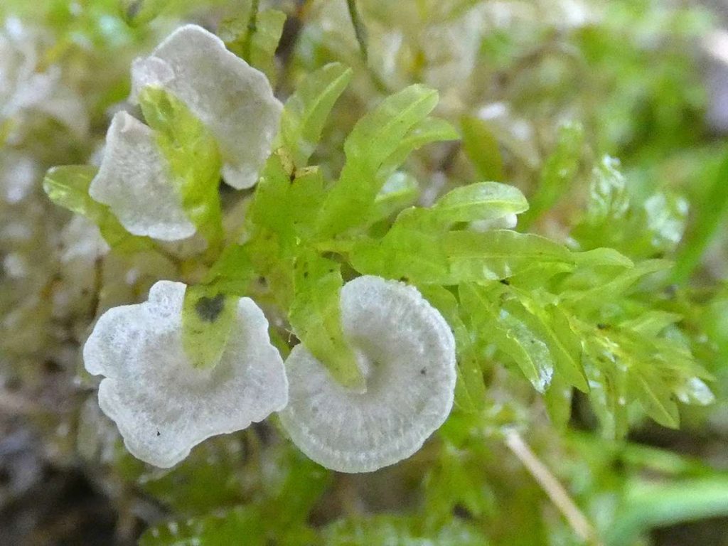 3Arrhenia retiruga(Small Moss Oysterling)(3),Draycote Water copy.jpg