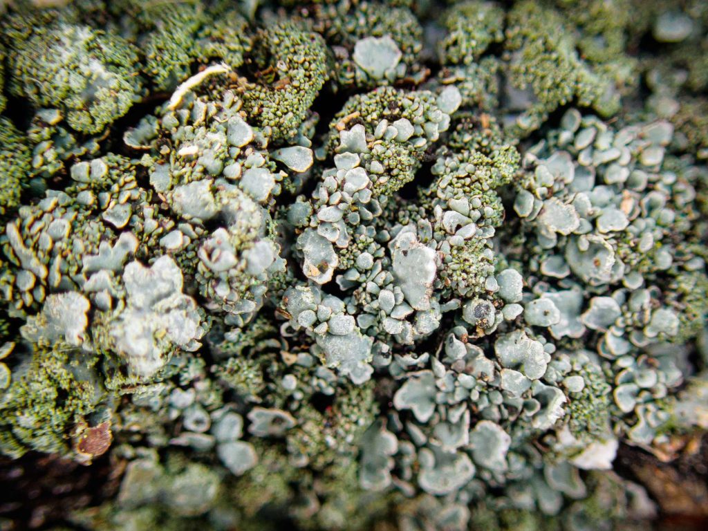 Parmelia saxatilis sens lat 20241009-A02 Ringsfield.jpg