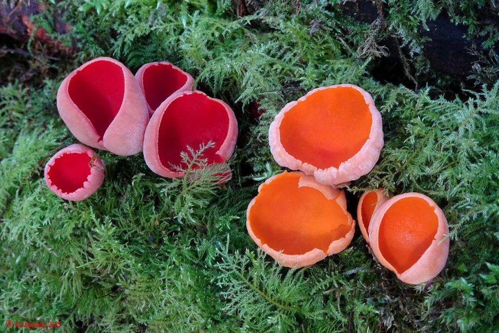 001 - Sarcoscypha austriaca - Scarlet Elf Cup (With Orange Variety).jpg