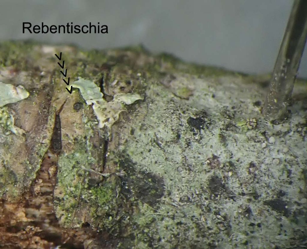 z peri or fungus 250315 013b.jpg