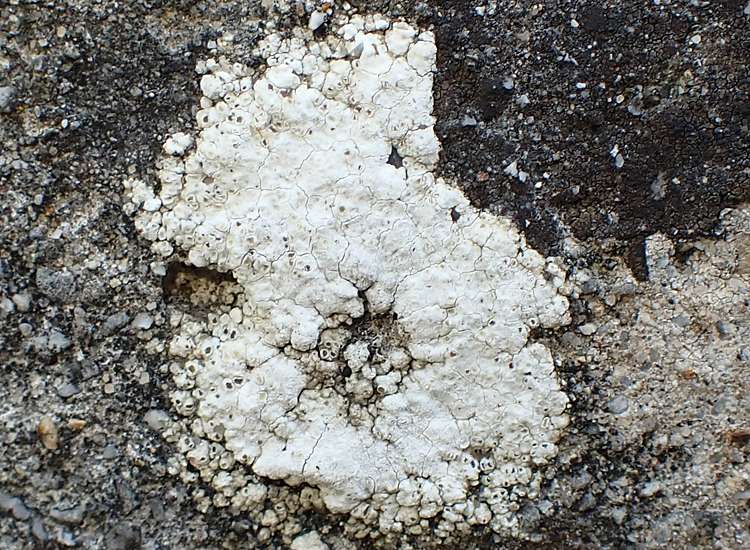 zQ Diploschistes 250620 037.jpg