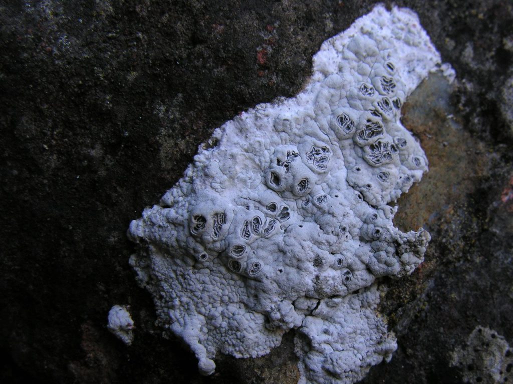 Diploschistes-gypsaceus-20080601-17.jpg