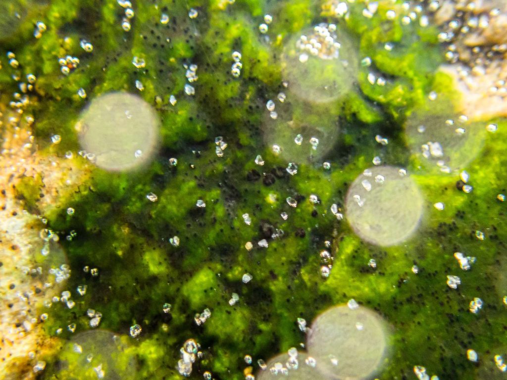 Stigmidium marinum sp inc 20250820-A-1.jpg