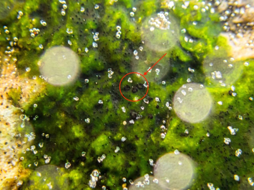 Stigmidium marinum sp inc 20250820-A-1.jpg