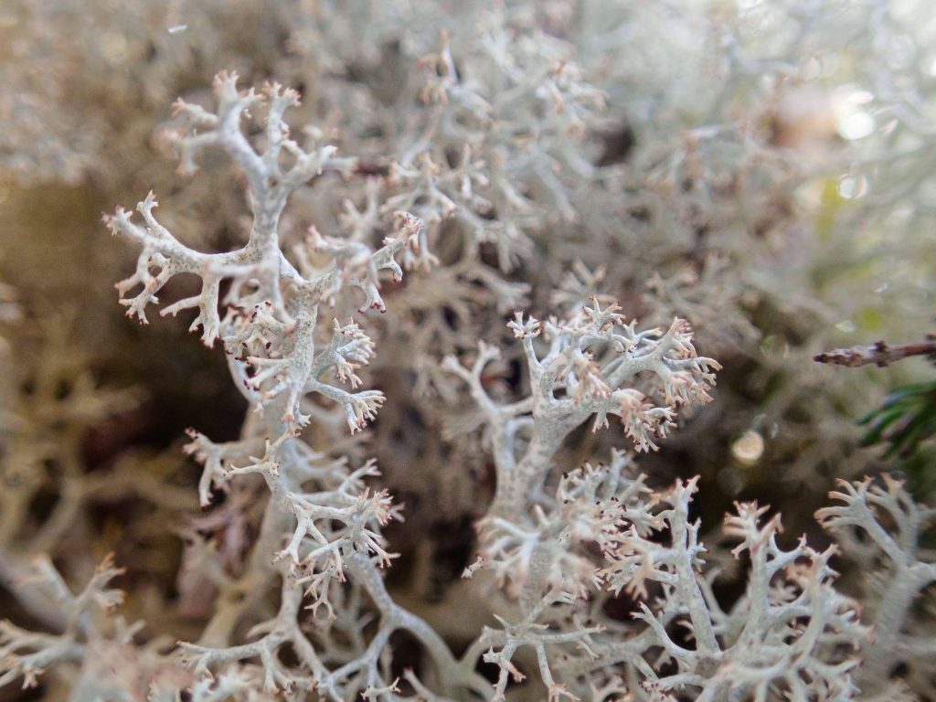 Cladonia mitis sp inc 20250628-A-1.jpg
