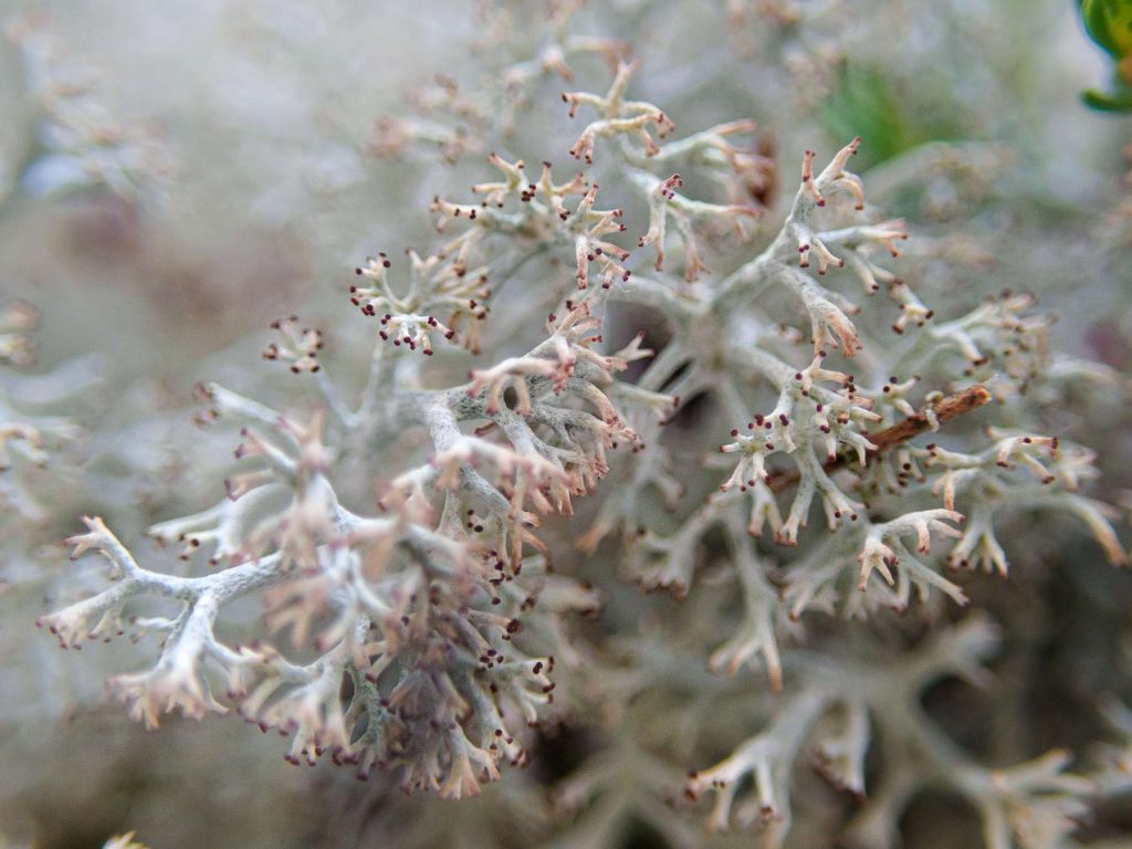 Cladonia mitis sp inc 20250628-A-2.jpg