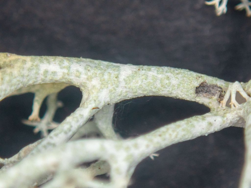 Cladonia mitis sp inc 20250628-B-3.jpg