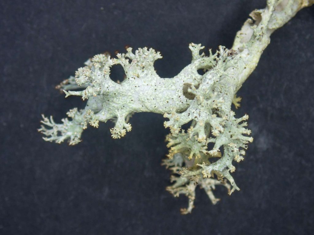Cladonia mitis sp inc 20250628-B-4.jpg