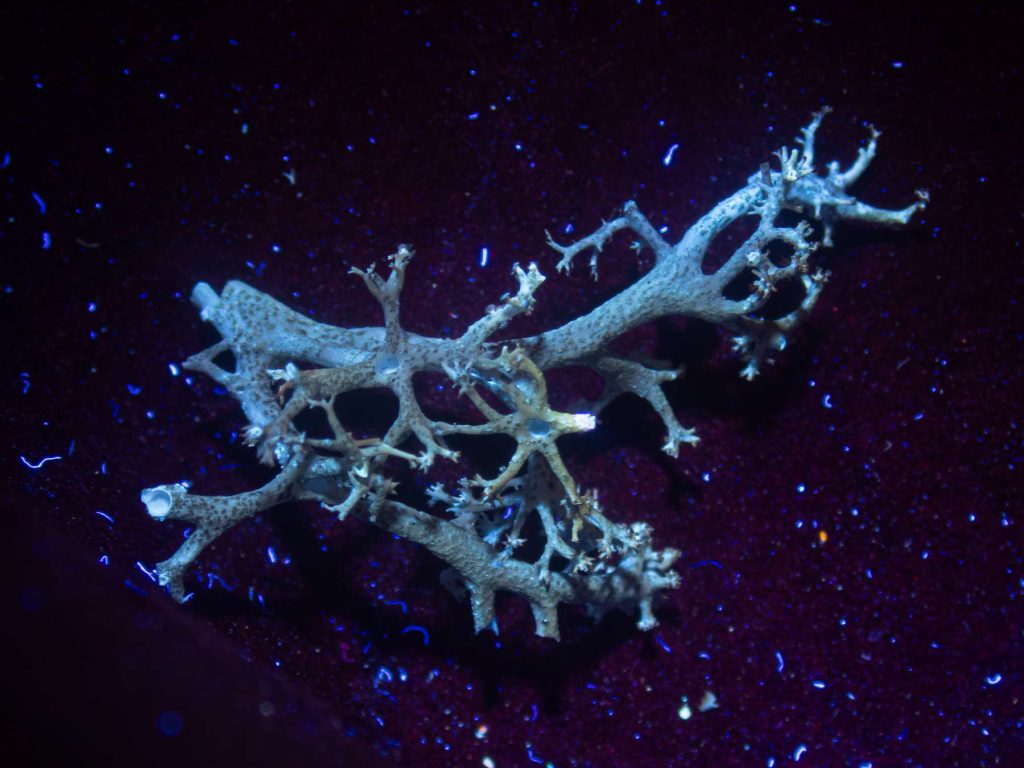 Cladonia mitis sp inc 20250628-B-5.jpg
