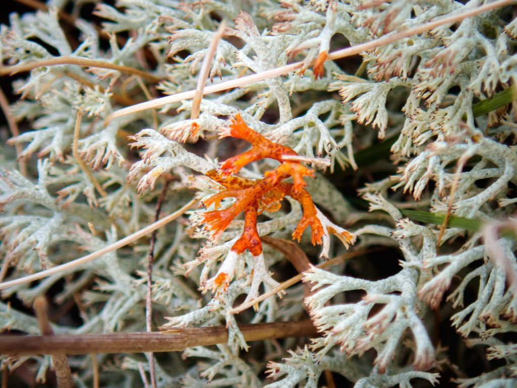 Cladonia arbuscula subsp squarrosa 20250412-A.jpg