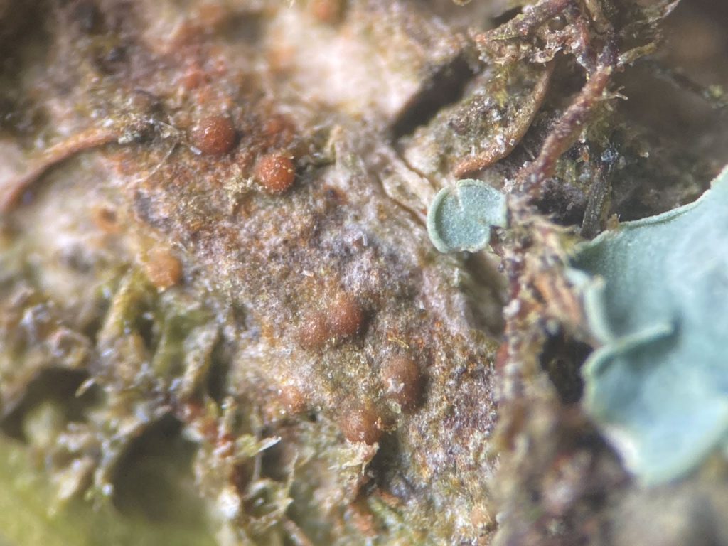 Porina-leptalea-typical-2025-08-25-01.jpg