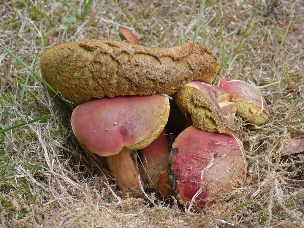 1Xerocomus rubellus(1),Rugby.jpg