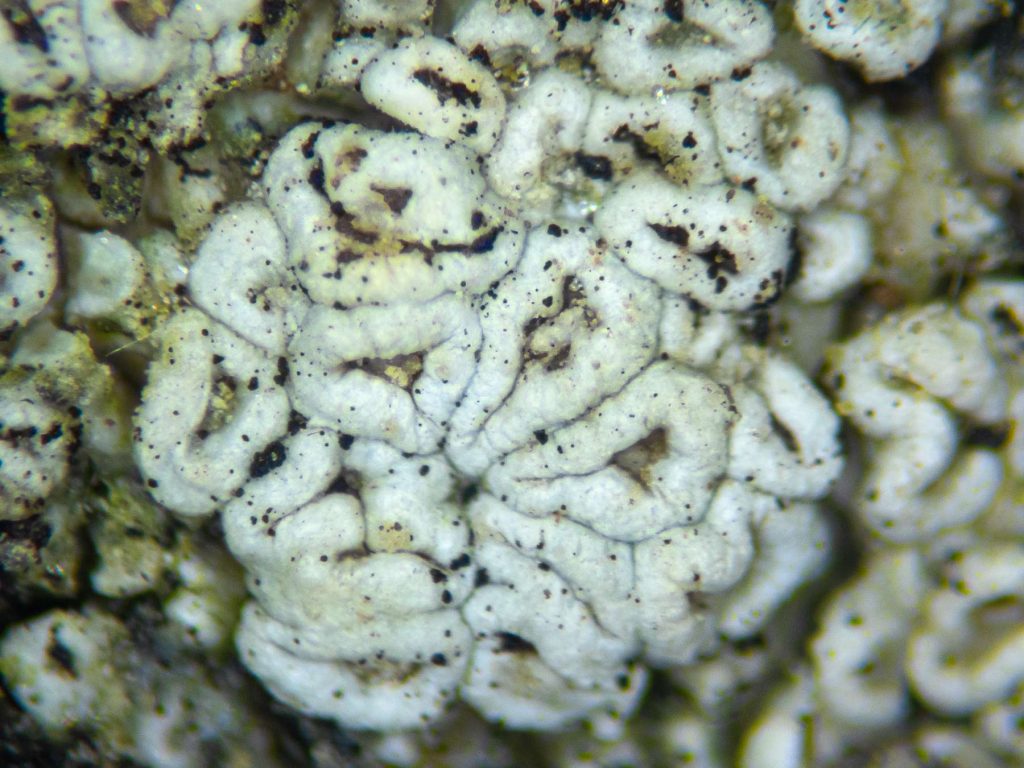 Lecanora sinuosa sp inc 20250809-A-4.jpg