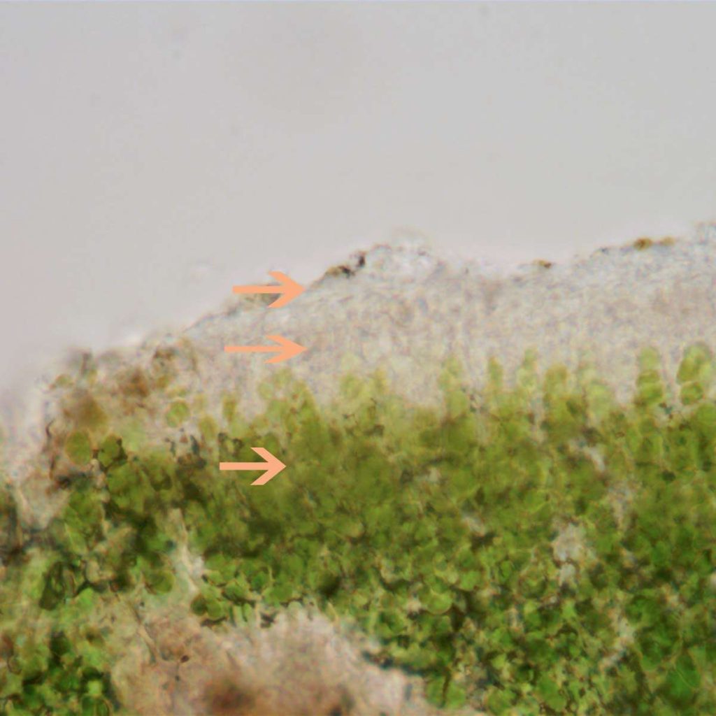 Verrucaria macr4188h.jpg
