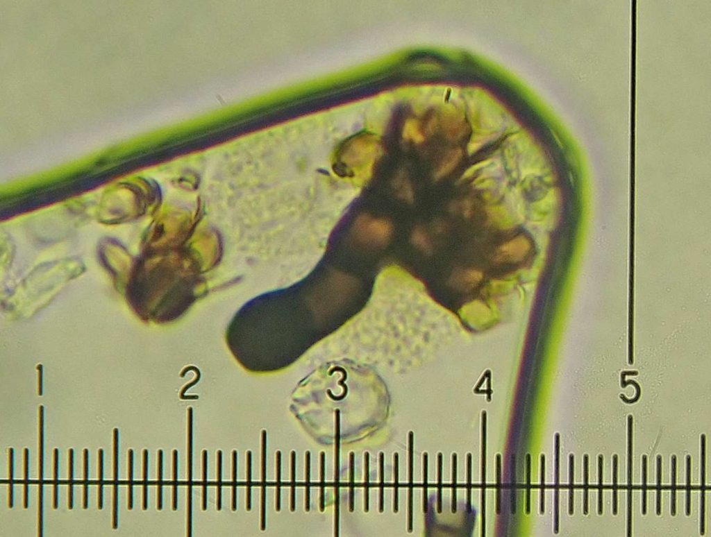 zz Roselliniopsis tartaricola 100209 029.jpg