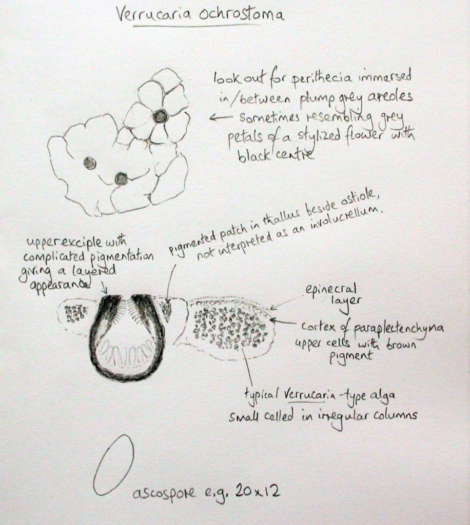 ochrostoma.jpeg