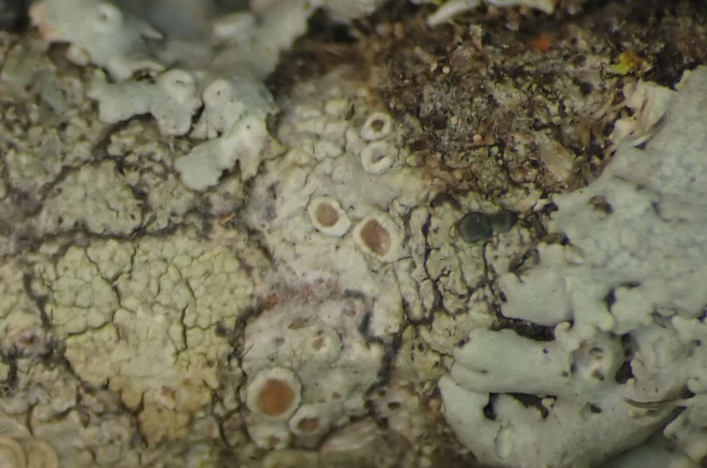 Lecanora argentata 240828 013.jpg