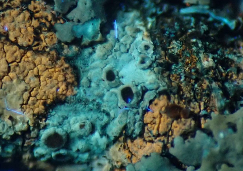 Lecanora argentata 240828 019 UV.jpg