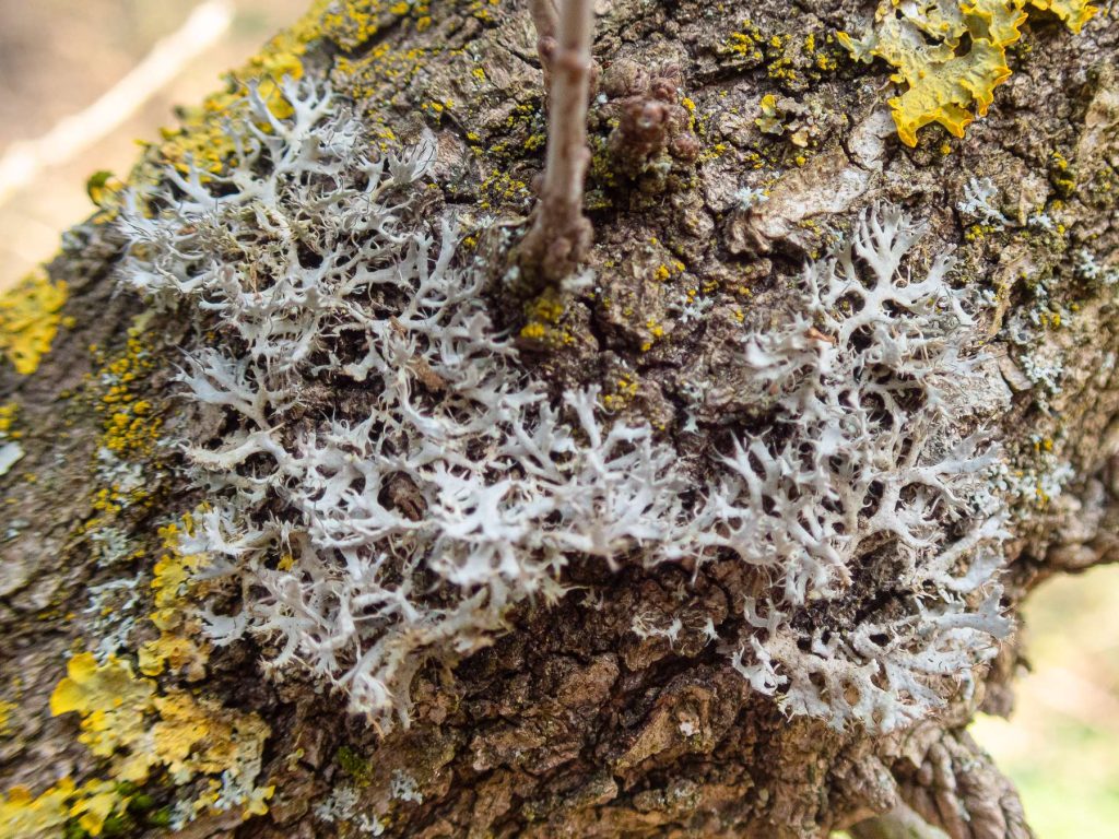 Anaptychia ciliaris 20260322-A-1.jpg