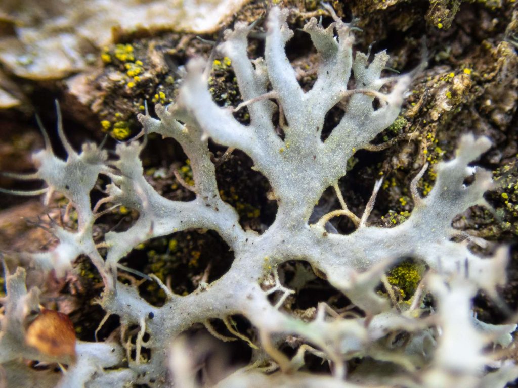 Anaptychia ciliaris 20260322-A-2.jpg