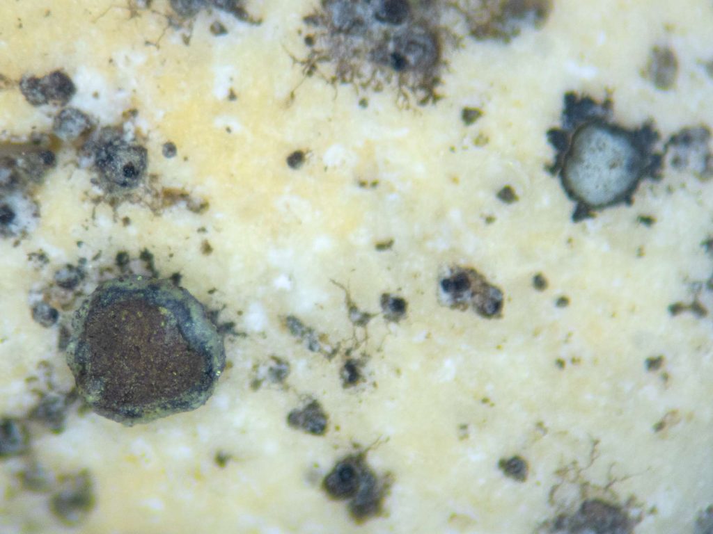 Myriolecis salina sp inc 20260704-A-1.jpg