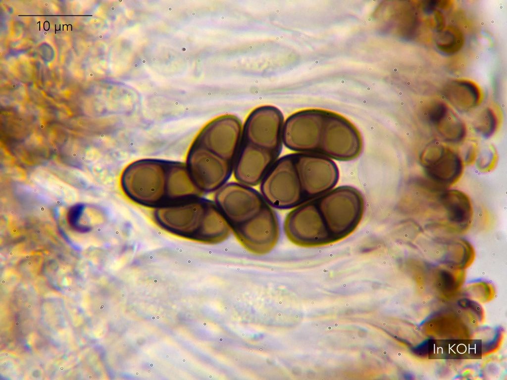 Amandinea pelidna 20260704-A-7.jpg
