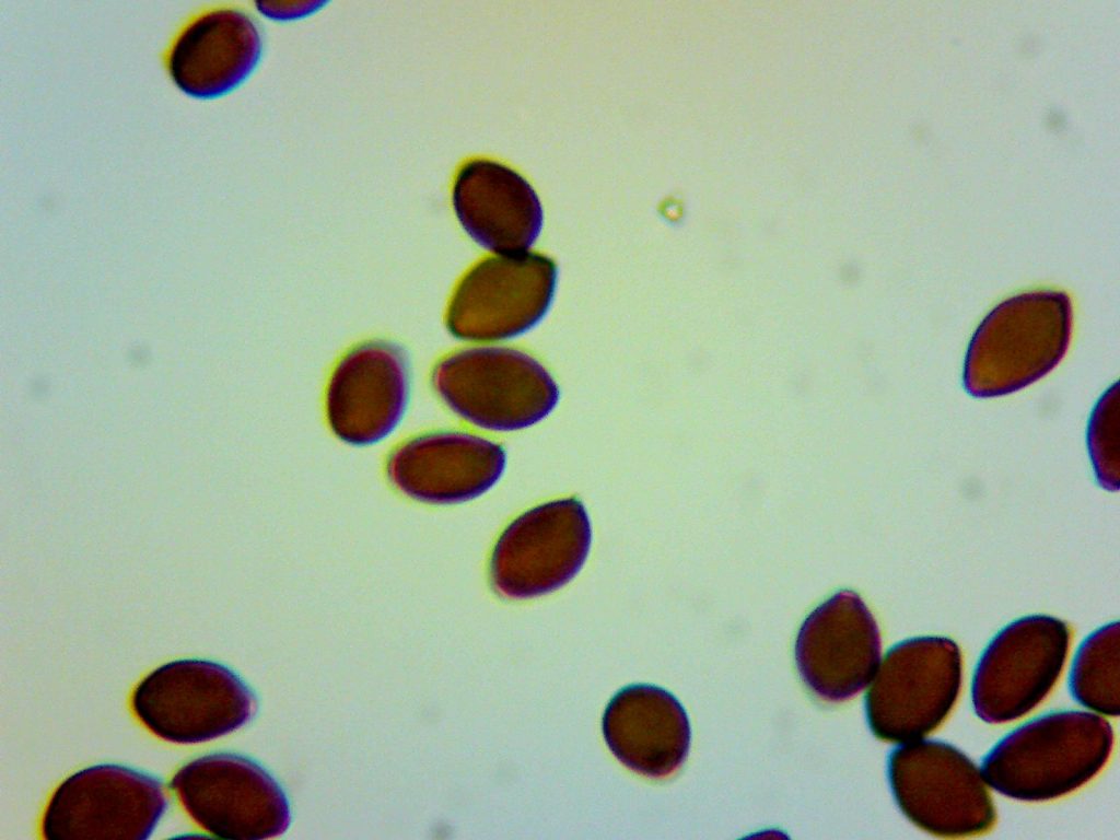 Blindley Heath - Panaeolus spores - germ pore (pink).jpg