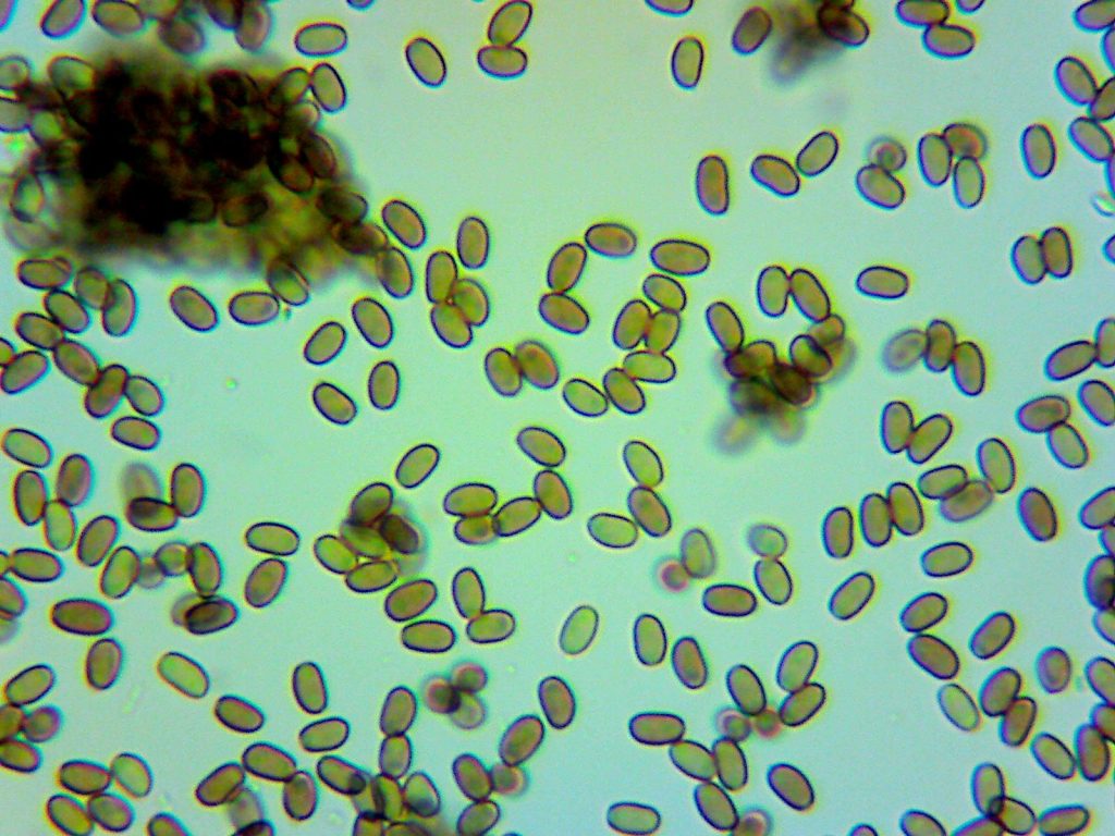 Loder Valley - Unknown Mushroom spores 4.8-5x2.8-3.2.jpg