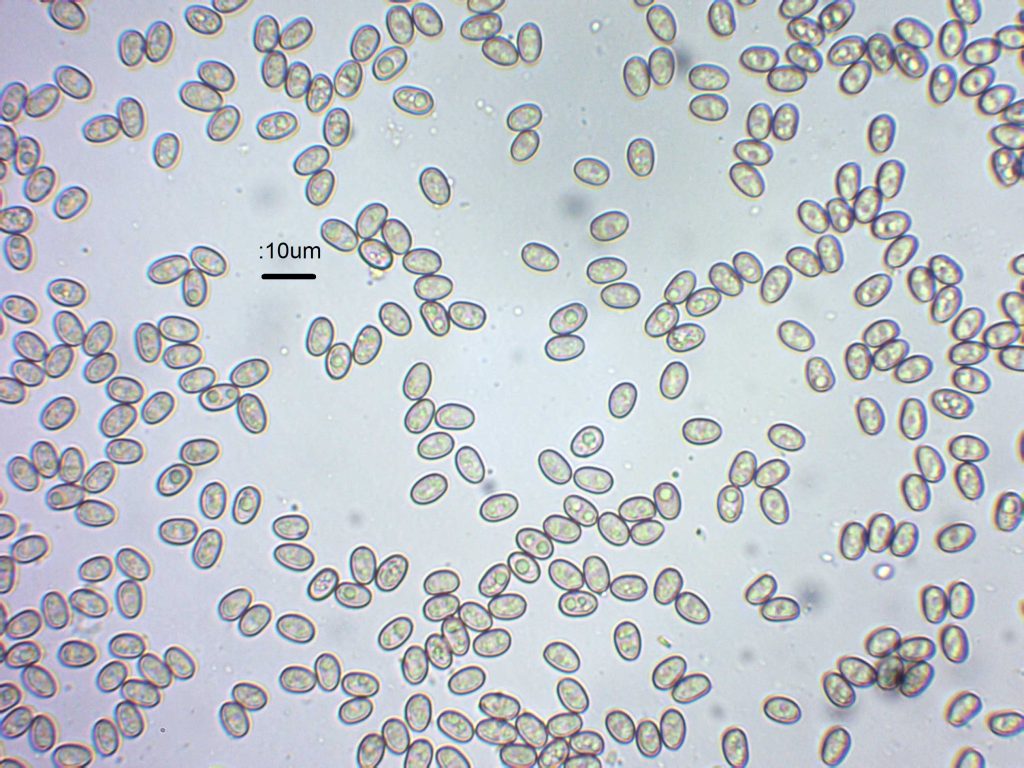 4 Spores x 600.jpg