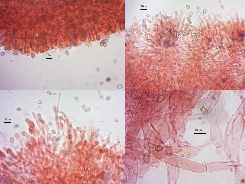 5 Microscopy.jpg