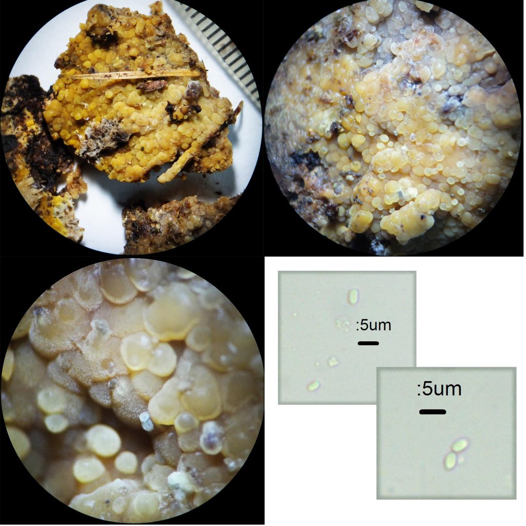 UK2 STEREO SPORES1.jpg